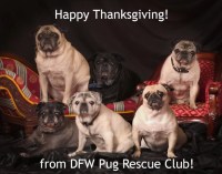 http://www.dfwpugs.com/